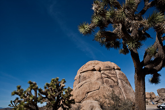 06646_DG_COLOR_JOSHUA_TREE_NAT_PARK_29_PALMS_CALIFORNIA_CA_USA_2007_ZV4N_432