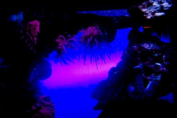 36176_DG_Color_USA_Nassau_Bahamas_Related_Group_AtlantisNassau_Atlantis_Bahamas_ZV4N3522