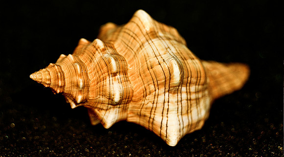 42467_FM_4X5_COLOR_WHELK_LIGHTING_SHELLS_FL_04_07.jpg