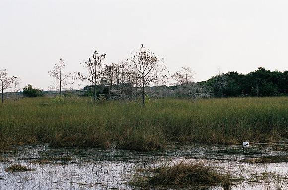 84694_EVERGLADES 33942__Azuley-R8-28