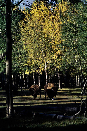 06824_B19_SL_COLOR_BISON_NAT_PARK_LAKE_LOUIS_VILLAGE_WS_97_02.jpg