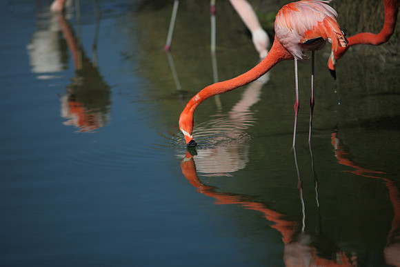 4975_DG_Fisher_Flamingos_Miami_FL_2010_IMG_0020
