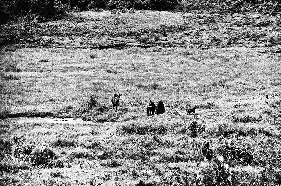 B3_82001_BW_194_New_Safari_Lion_Track_Africa_89_18