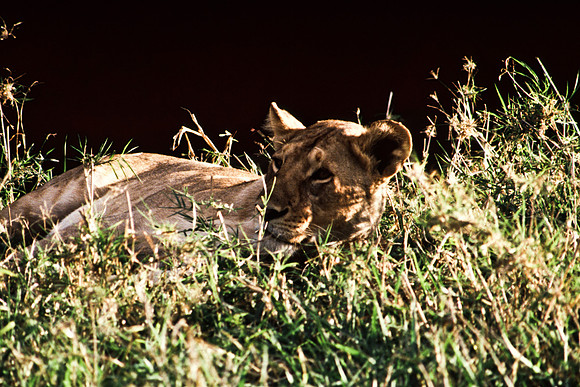 55454_SL_COLOR_LION_KILL_SUMBURU_KENYA_AFRICA_1989_1