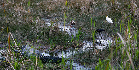 84673_ZV4N_1476_Everglades_Shark_Valley_FL_USA