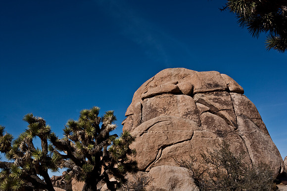 06646_DG_COLOR_JOSHUA_TREE_NAT_PARK_29_PALMS_CALIFORNIA_CA_USA_2007_ZV4N_433