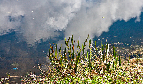 2527_EVERGLADES_MIAMI_FLORIDA_AOM_20090315__A0M1175