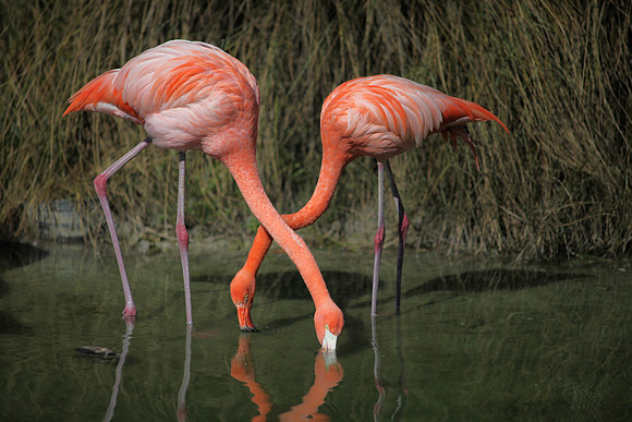 4975_DG_Fisher_Flamingos_Miami_FL_2010_IMG_0123