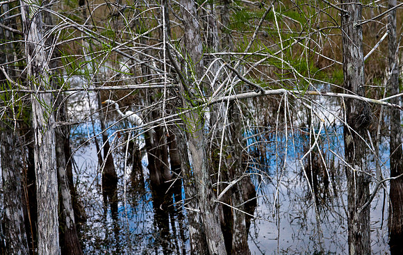 2527_EVERGLADES_MIAMI_FLORIDA_AOM_20090315__A0M1286