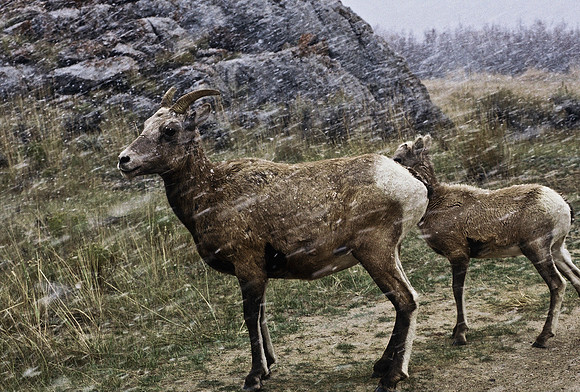 47350_B2_SL_COLOR_US_TOUR_ROCKY_MOUNTAINS_WY_97_08.jpg