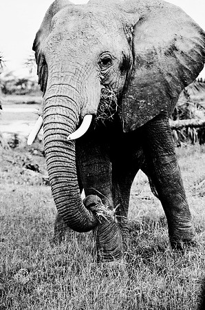 B3_82007_BW_194_New_Masa_Mara_Africa_89_10
