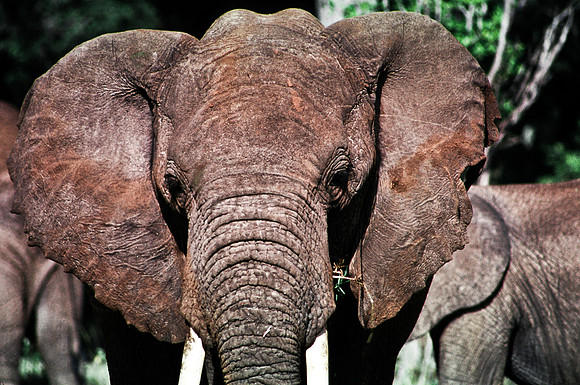 55394_SL_COLOR_ELEPHANTS_MASAI_KENYA_AFRICA_1989_7