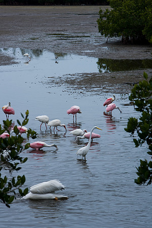 85531_20080322-ZV4N7349_Miami_To_Sanibel_Island_Florida_Everglades_FL_USA