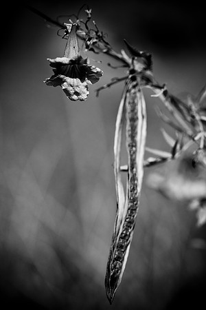 0031_La_Arizona_5L8Y5577