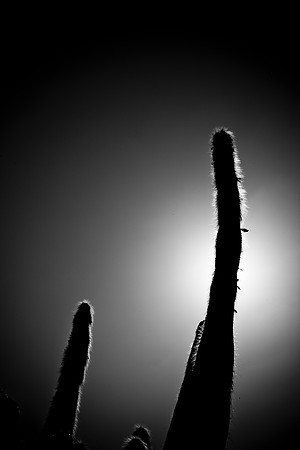 0031_La_Arizona_5L8Y5521
