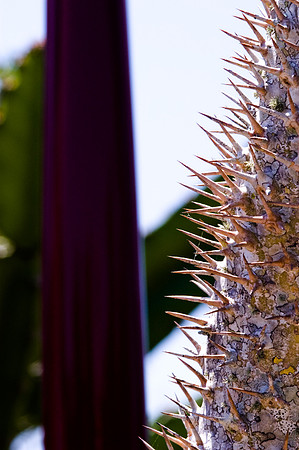 84775_DSC_0085_Fairchild_Garden_Miami_FL_USA