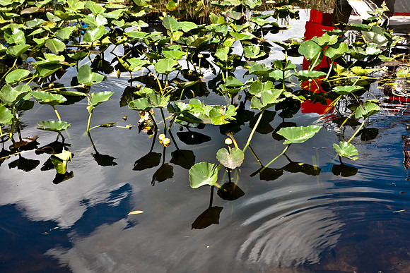 2528_EVERGLADES_MIAMI_FLORIDA_200903016_5L8Y2719
