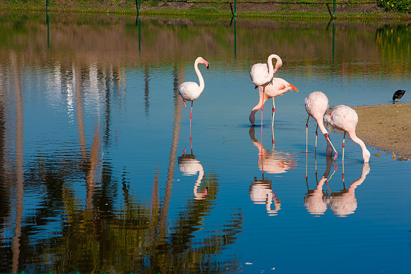 2903_DG_Fisher_Golf_Flamingos_Birds_5l8Y_2856