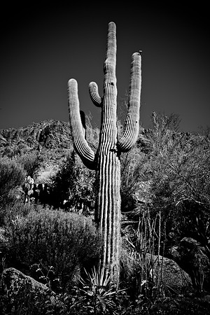 0031_La_Arizona_5L8Y5355