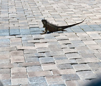 3876_DG_Cayman_Island_Caribbean_ZV4N0846