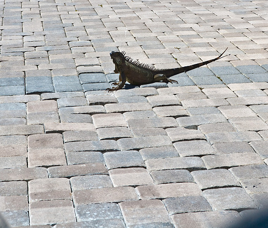 3876_DG_Cayman_Island_Caribbean_ZV4N0846