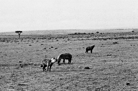 B3_82003_BW_194_New_Sarengety_Africa_89_4