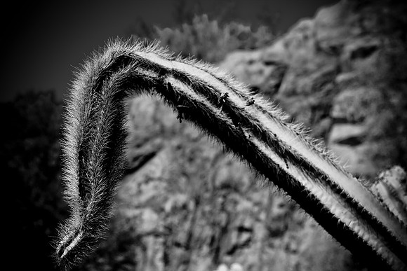 0031_La_Arizona_5L8Y5315