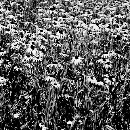 2383_FM_BW_SQ_Napa_CA_02_2.jpg