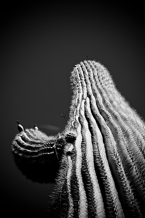 0031_La_Arizona_5L8Y5392