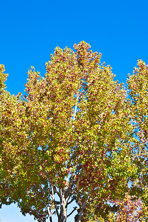 0024_DG_Corta_Madera_CA_USA_20095L8Y0270