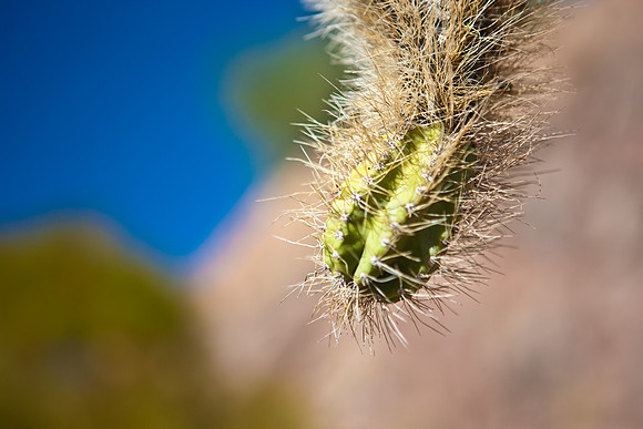 0031_La_Arizona_5L8Y5316