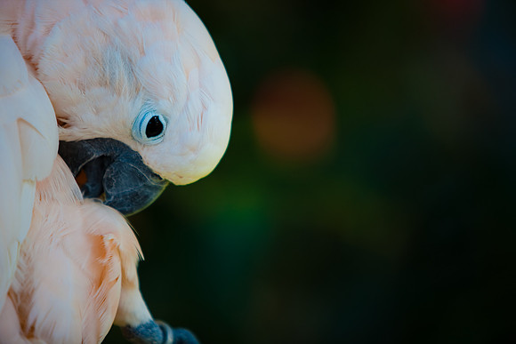 2903_DG_Island_Fisher_Birds_5l8Y_2907