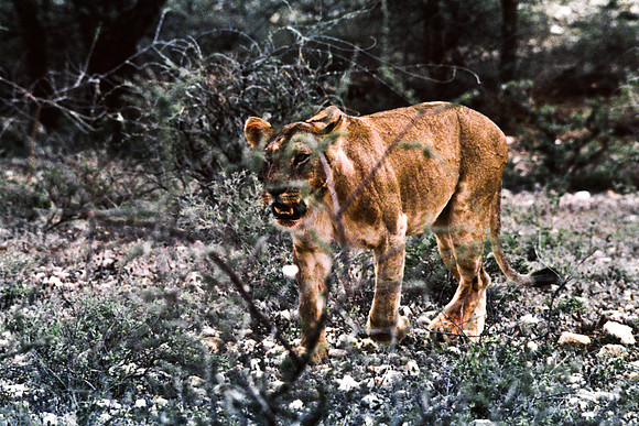 55448_SL_COLOR_LIONS_SUMBURU_KENYA_AFRICA_1989_11
