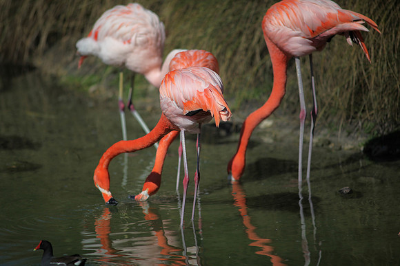 4975_DG_Fisher_Flamingos_Miami_FL_2010_IMG_0032