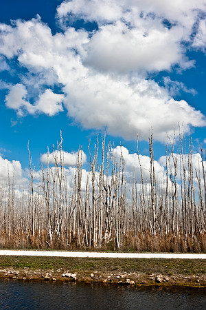 2528_EVERGLADES_MIAMI_FLORIDA_200903016_5L8Y2641