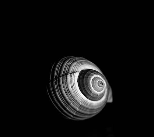 42420_Shells