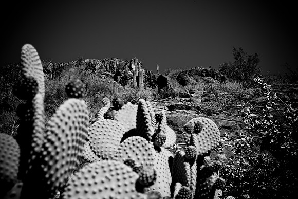 0031_DG_Cactus_Scottsdale_AZ_USA_2009_5L8Y5266
