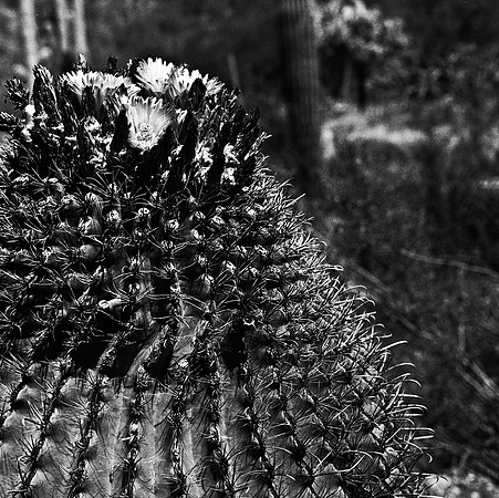 6017_FM_BW_TUCSON_AZ_05_10.jpg