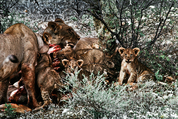55444_SL_COLOR_LIONS_SUMBURU_KENYA_AFRICA_1989_3-2