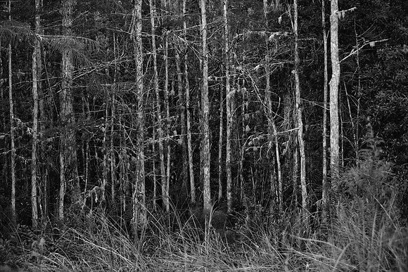 85535_20080323-ZV4N7704_Miami_To_Sanibel_Island_Florida_Everglades_FL_USA