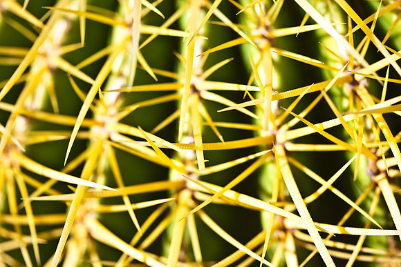 0031_La_Arizona_5L8Y5173
