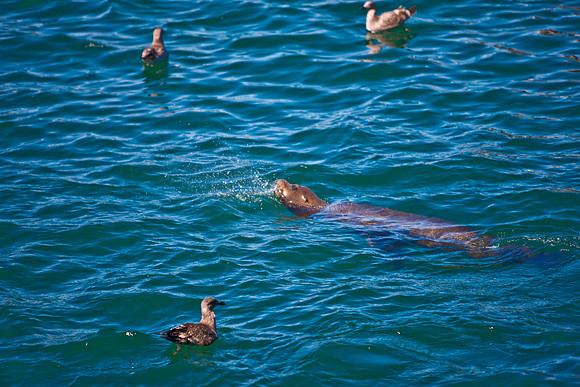 20080904_DVD25_DG_USA_Los_Olivos_CA_20080904_DVD25_DG_USA_California_Coast_CA_4778_full_blead