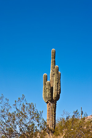 0031_La_Arizona_5L8Y5449