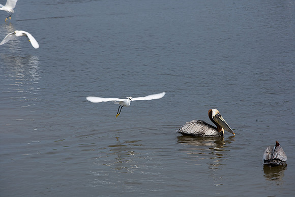 85545_ZV4N_7202_Miami_To_Sanibel_Island_FL
