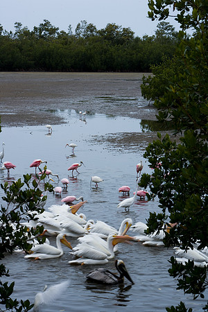 85531_20080322-ZV4N7343_Miami_To_Sanibel_Island_Florida_Everglades_FL_USA