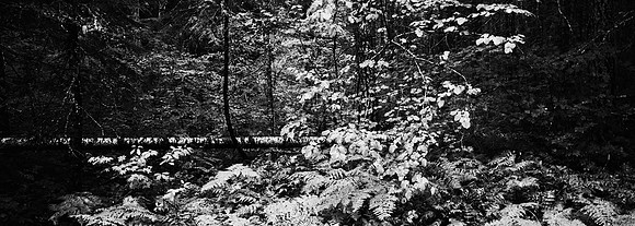7575_FM_BW_CA_RED_WOODS_01_11.jpg