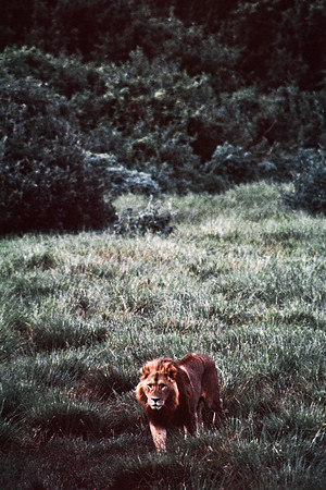 55458_SL_COLOR_LIONS_ABERDEN_KENYA_AFRICA_1989_2