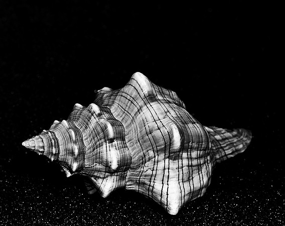 42467_FM_4X5_COLOR_WHELK_LIGHTING_SHELLS_FL_04_02.jpg