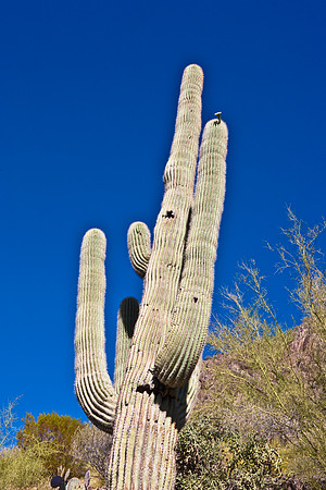 0031_La_Arizona_5L8Y5347