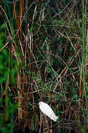 84694_EVERGLADES 33936__Azuley-R1-21A